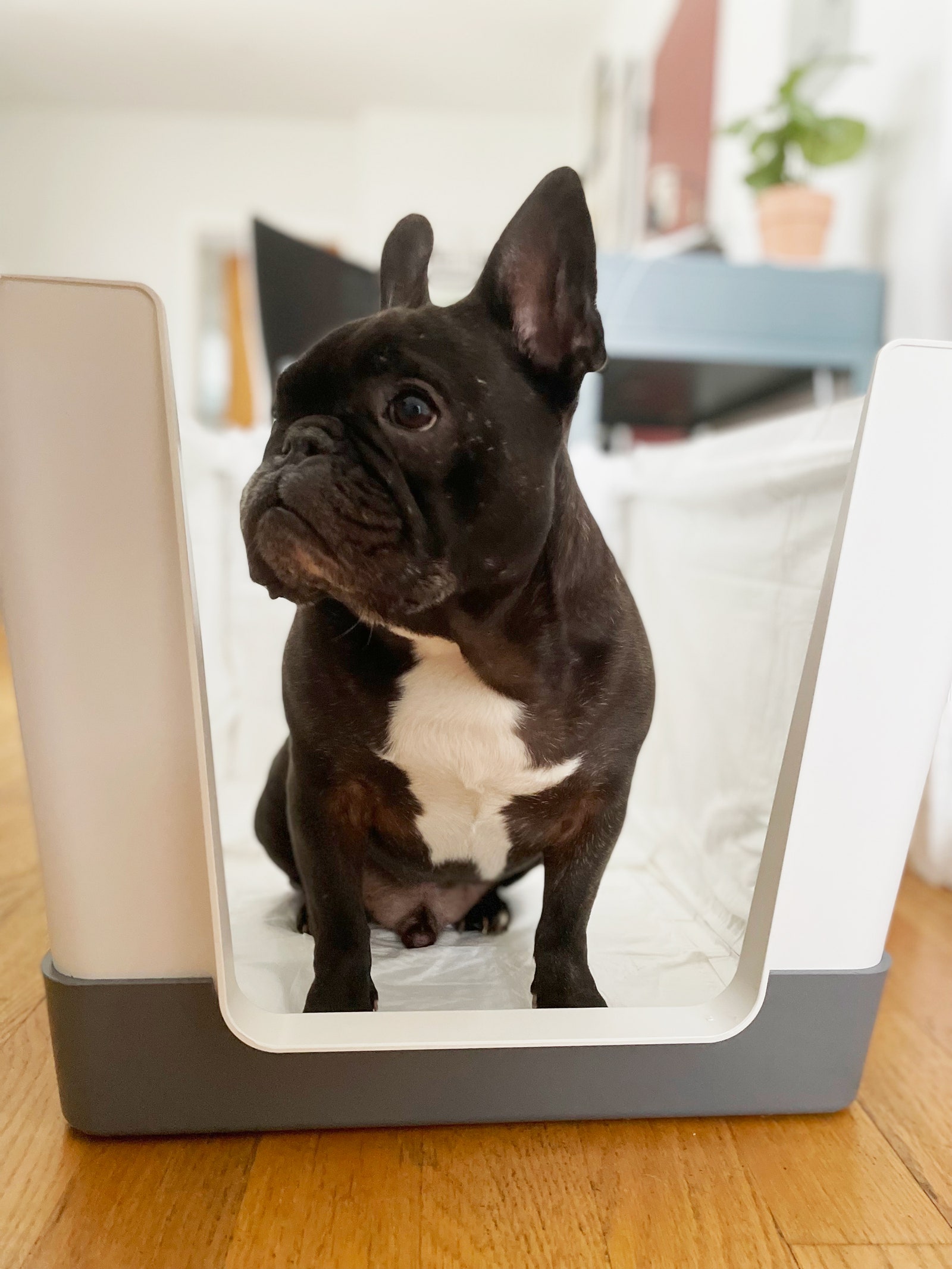 French Bulldog sitting inside of the Doggy Bathroom