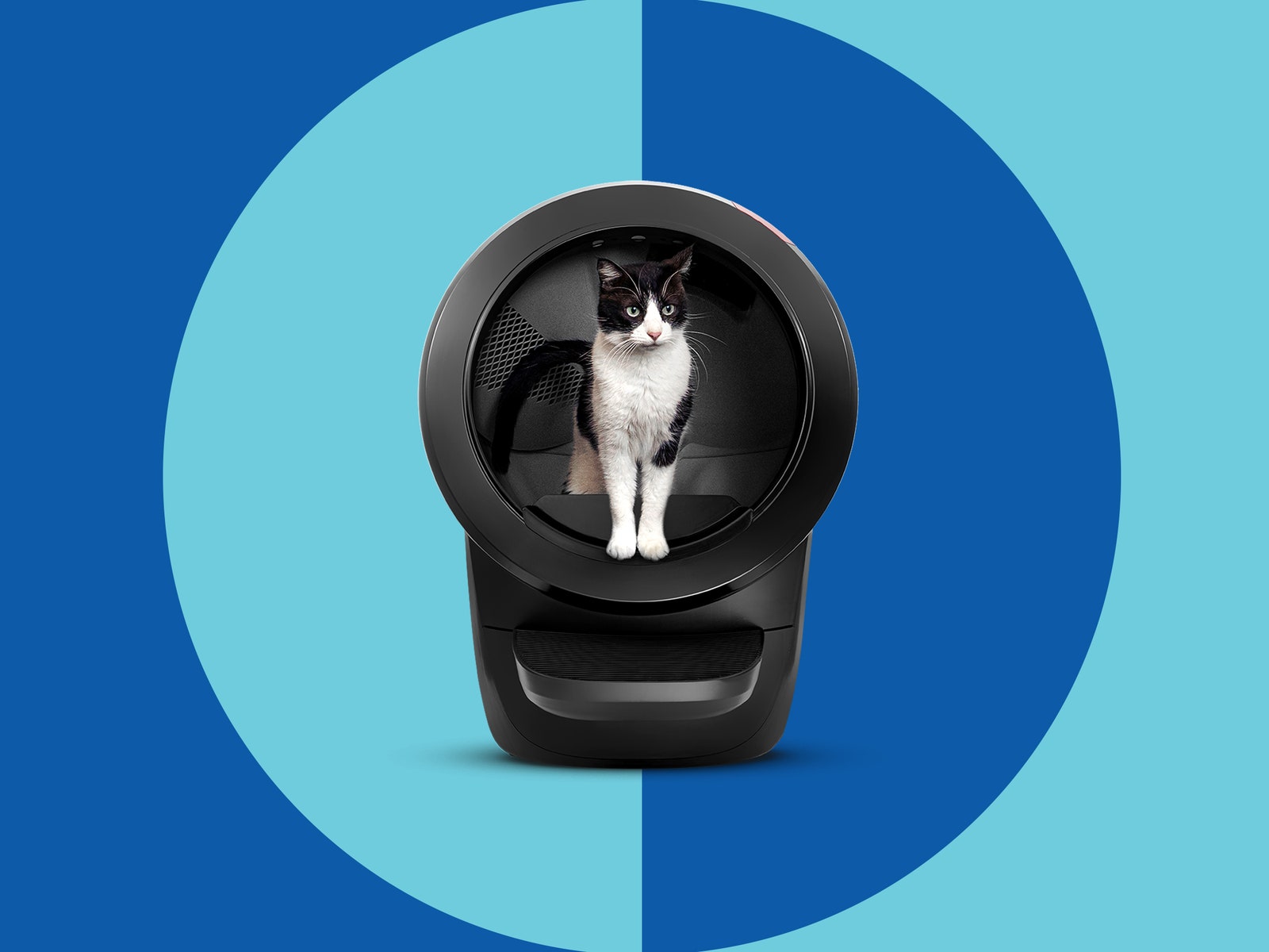 Cat standing inside of the WhiskerLitter Robot 4 litter box on a blue geometric backdrop